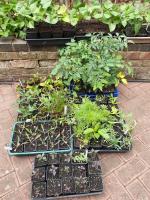 Small selection of plants available